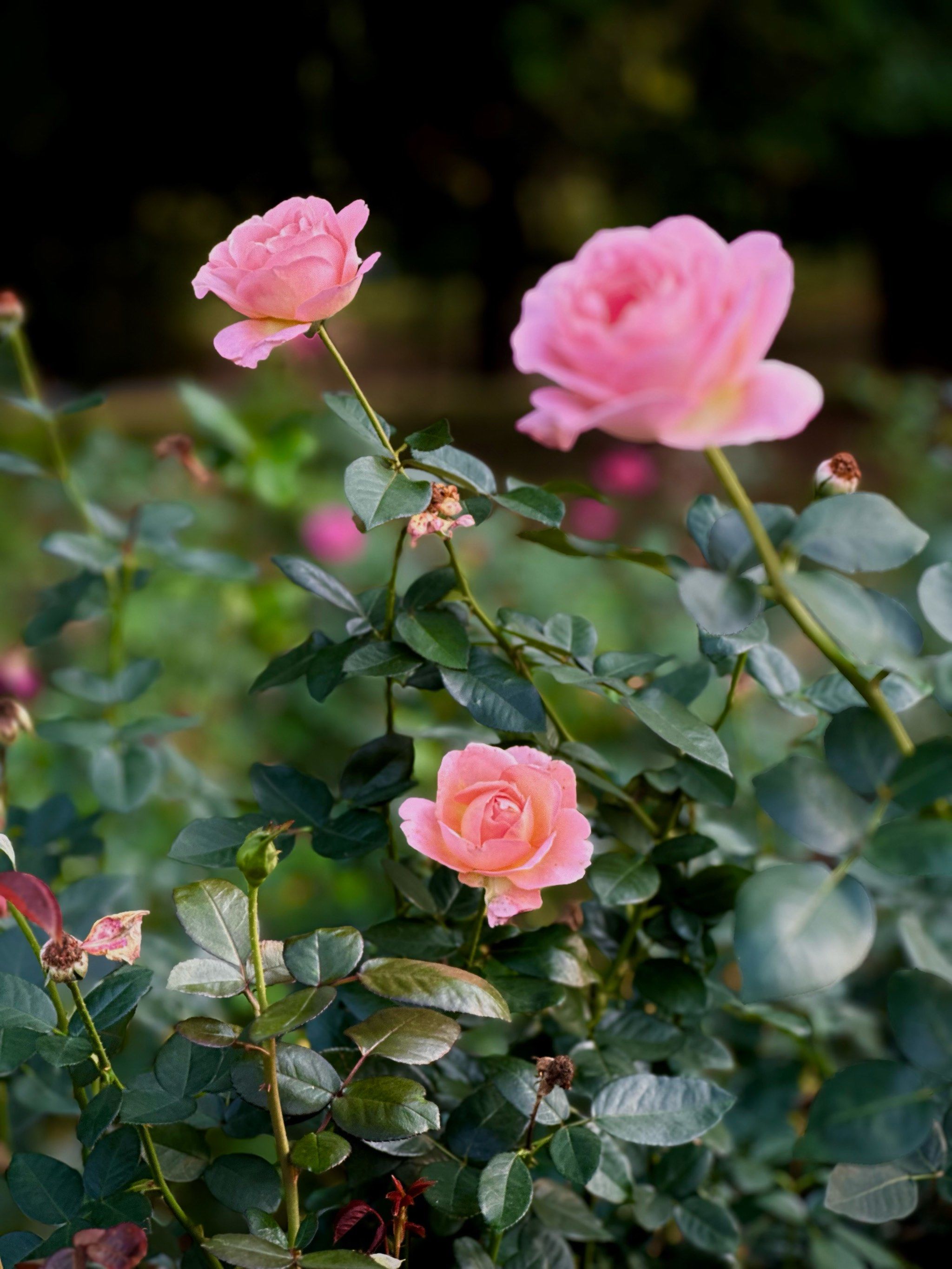 秋天植物园的月季花🌟静静绽放的极致之美