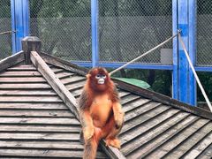 -大连森林动物园