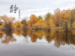 -金塔沙漠胡杨林景区