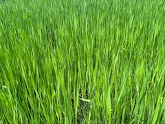 -成都市活水公园