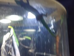 -萌宠奇缘(荣鼎店)