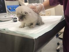 -爱诺耐芙动物医院(万博店)