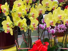 -秦美花卉(天朗·莱茵小城2期店)