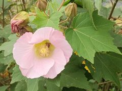 -昆山城市生态森林公园