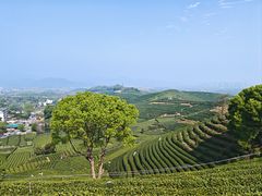 -龙坞茶村