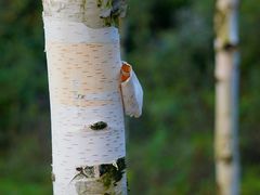 -青峰峡国家森林公园