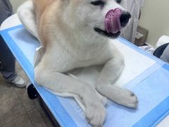 -美联众合动物医院·24h转诊中心