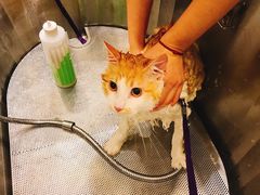 -PETKIT小佩宠物(古北店)