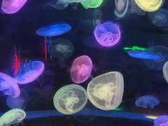 -太平洋海底世界