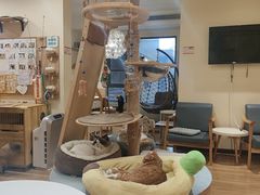 -滚猫咖啡·猫咖·猫友好撸猫(未来城店)