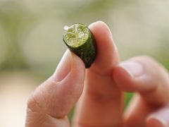 -自由生长植物工作室(深港花卉中心店)