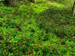 -上海佘山国家森林公园天马山园