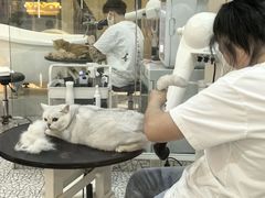 -momokira米努特·德文卷毛猫·棉花面纱犬