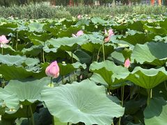 -春水锅贴·传统鲁菜(大明湖店)