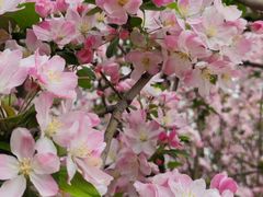 -海棠花溪(元大都城垣遗址公园)