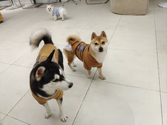 -怪兽屋·羊驼·猫咖·狗咖(俊华广场店)