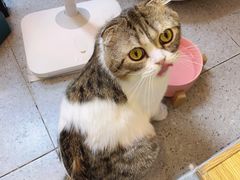 -啵啵喵·猫咖(攀华国际店)