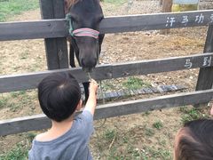 -田园东方蜜桃村的田野营地