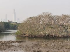 -海珠湖公园