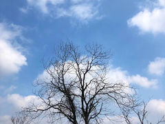 -老山国家森林公园