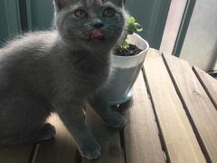 -喵zoo家庭繁育猫舍(尖东智能花园店)