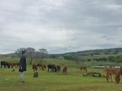 -塞罕坝国家级自然保护区