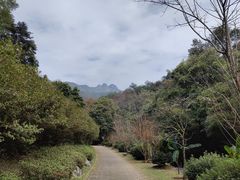 -雁南飞茶田景区