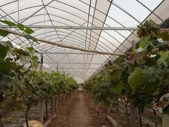 -马陆小张葡萄园农家乐