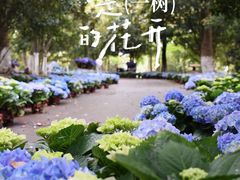-上海鲜花港