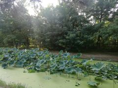 -长白岛森林公园