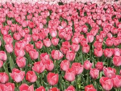-洛阳郁金香牡丹园