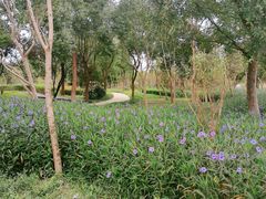 -昆山城市生态森林公园