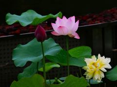 -天坛大佛