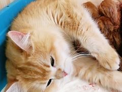 -十年猫舍·猫咪专门店(普陀店)