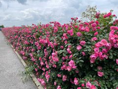 -上海滨江森林公园