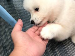 -pd派德宠物中心医院24H急重症·眼科中心·血液透析中心(嵩山北路店)