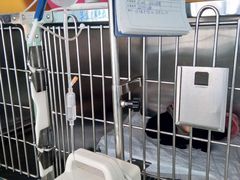 -骐奇宠物诊疗中心(南亭公路店)