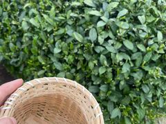 -龙坞茶村