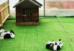 -萌宠亲子动物乐园(槐房万达店)