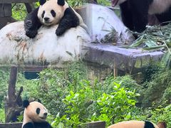 -广州长隆国际大马戏