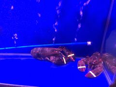 -忆江南·临江鱼馆