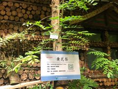 -呀路古热带植物园