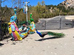 -西霞口神雕山野生动物世界