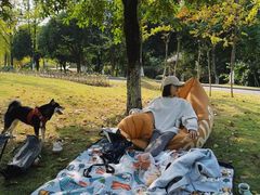 -铁山坪森林公园