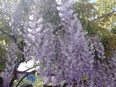 -嘉定紫藤园