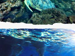 -上海海洋水族馆