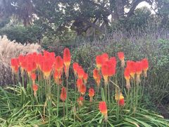 iphone_upload_pic-墨尔本皇家植物园