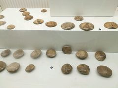 -青岛贝壳博物馆