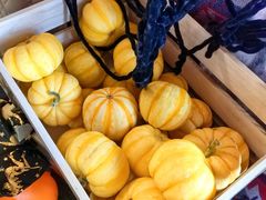 -圣露庄园·露营·烤肉·亲子