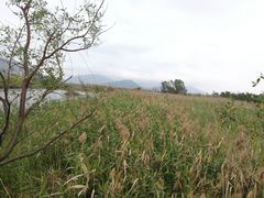 -芒洲湿地公园